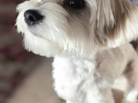 11 Aylık Erkek Köpeğimiz İçin Ömürlük Yuva Arıyoruz