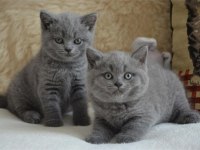 İşletmeden Evraklı Safkan British Shorthair Bebekler