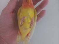 Evcil Isırmayan Sevda Papağanı Yavrusu