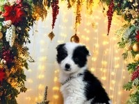 Show class border collie yavrular