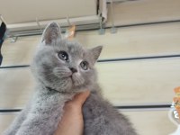 2 Adet Dişi British Shorthair Yavrular