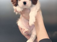 Cavalier King Charles Yavruları