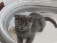 British Shorthair Kedisi