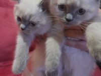 2 aylık british blue point yavru kediler
