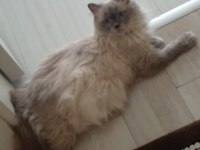 3 Yaşında Ragdoll Kızımıza Yuva Arıyoruz