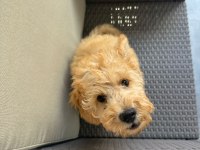 2.5 Aylık Tuvalet Eğitimli Erkek Toy Poodle