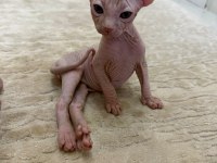 Yavru Sfenks 2 Aylık