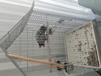 Üst Düzey Jako Papağanı