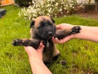 1.5 aylık dişi erkek belçika kurdu yavrular