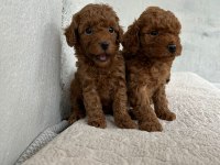 Toy Poodle Yavrularımız Sağlık Garantili