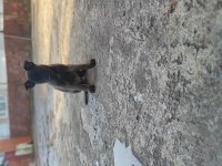 Koyu Renk Malinois Köpekler