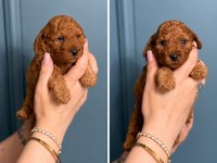 Toy Poodle Yavru Erkek