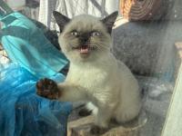 Dişi British Shorthair