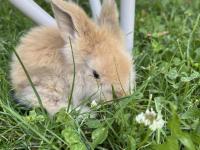 Hollanda lop tavşanı yavruları