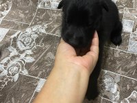 A Kalite Belçika Malinois Yavrular