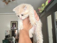 2 tane yavru kedim var ücretli sahiplendireceğim