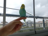 1 Dişi Ve 1 Erkek Rainbow Kanlı Muhabbet Kuşlarım