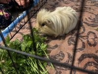 Uysal Erkek Ginepig
