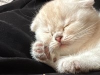 Prenses kedimiz yeni yuvasını arıyor!