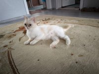 Exotic Shorthair Dişi (1 Yaşında)