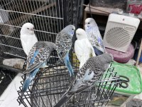 Ele alıştırmalık jumbo iri boy muhabbet kuşlar