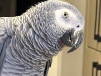 Evcil Jako Papağanı