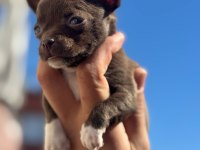 Sağlık Ve Irk Garantili Chihuahua Yavrularımız