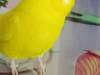 Yavru Ve Yetişkin Çift Kuşlar Ve Sultan Papağanı