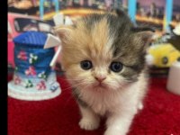 British Shorthair Yavrular