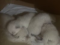 Safkan British Shorthair Yavrularım Yuva Arıyor