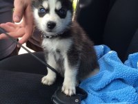 Husky Mavi Gözler İle Kalpleri Çalar