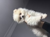 2 Aylık Dişi Pomeranian