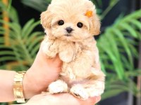 Maltipoo cinsi bebek köpeklerim