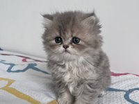 Scottish Straight Yavrularım