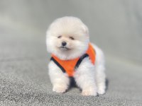 3 Aylık Ayı Surat Pomeranian Boo Yavrular