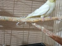 Lutino Sultan Papağanı