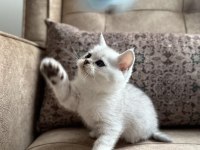 Wcf Kayıtlı Full Şecereli British Shorthair - Elite Soy Hattı