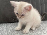 Yavru Kedilerimize Yuva Arıyoruz