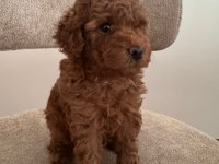A Kalite Toy Poodle Yeni Ailesini Bekliyor