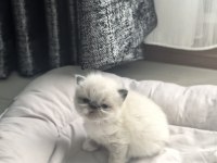 Safkan İran Kedisi Yavrularımız