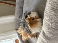 Yeni guinea pig yavrularımıza aile olmak ister misiniz?