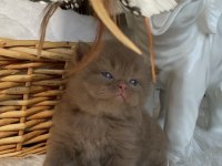 Safkan British Shorthair Bebeklerim