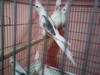 Yeni yeme düşen sultan papağanları