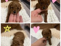 Teacup Toy Poodle Yavrular