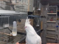 Albino Sultan Papağanı 40 Günlük