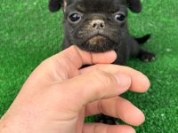 40 Günlük Pug Mops Yavrular