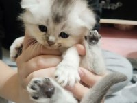 Rezerveye açık scottish fold yavrularımız