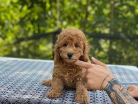 En Microsu A Kalite Maltipoo