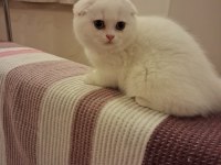 Longhair Erkek Dişi Yavru Kediler