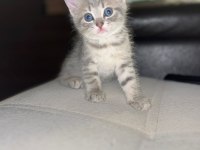 5 British Yavru British Shorthair Kedimiz Yeni Yuvaya Hazır